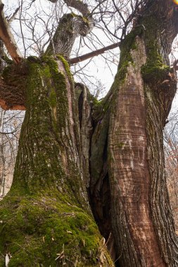 Kışın yüzüncü yıl kestanesi yosunuyla ağaç kabuğu