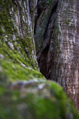 Kışın yüzüncü yıl kestanesi yosunuyla ağaç kabuğu