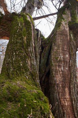 Yapraksız bir yüzüncü yıl ormanında verimsiz bir kestane ağacı