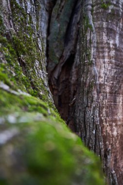 Kışın yüzüncü yıl kestanesi yosunuyla ağaç kabuğu
