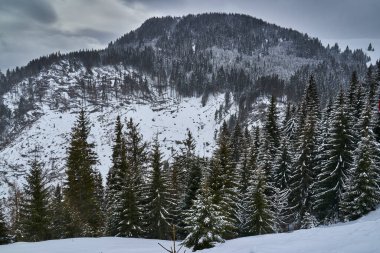 Kış zamanı çam ormanlarıyla kaplı dağlarla kaplı bir manzara.