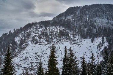 Kış zamanı çam ormanlarıyla kaplı dağlarla kaplı bir manzara.