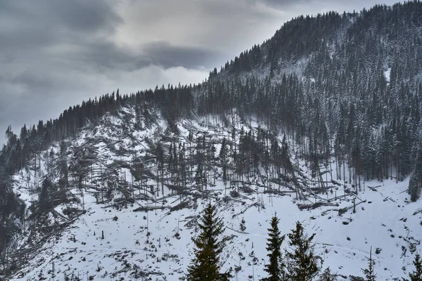 Landschap Met Bergen Bedekt Met Dennenbossen Winter Rechtenvrije Stockafbeeldingen