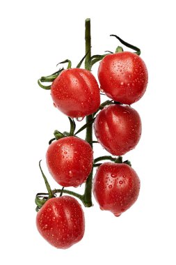 Beyaz arka planda izole edilmiş sarmaşıktaki leziz İtalyan domateslerinin yakın çekimi