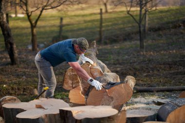 Oduncu büyük bir kayın kütüğünü açmak için levye kullanıyor.
