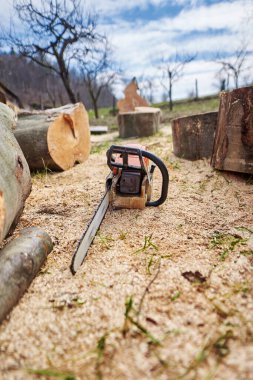 Elektrikli testere, kayın kütüğünün kestiği büyük bir talaşın üzerinde dinleniyor.