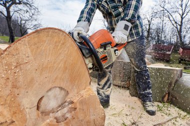 Elektrikli testereli oduncu büyük kayın kütükleri kesiyor.