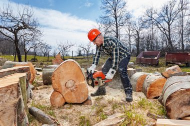 Elektrikli testereli oduncu büyük kayın kütükleri kesiyor.