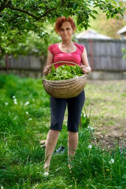 Taze orache (Atriplex hortensis) hasat eden kadın çiftçi, namı diğer Fransız ıspanağı.
