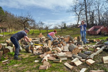 Çiftçi ailesi arka bahçede yakacak odun bulmak için kayın kütüklerini ayırıyor.