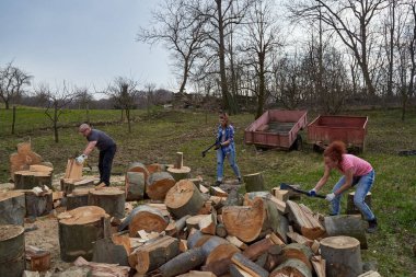 Çiftçi ailesi arka bahçede yakacak odun bulmak için kayın kütüklerini ayırıyor.