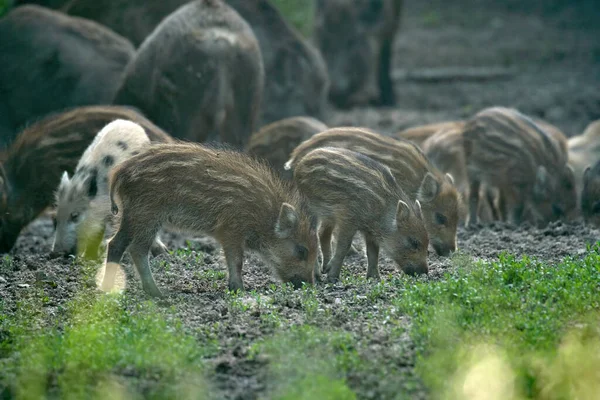 Herd of wild hogs rooting in the forest