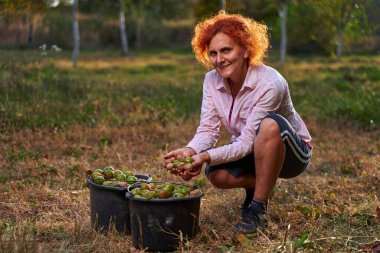 Kadın çiftçi gün batımında kovalarda ceviz topluyor.
