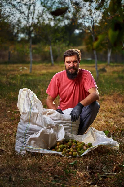 Jeune Fermier Barbu Récoltant Des Noix Dans Verger — Photo