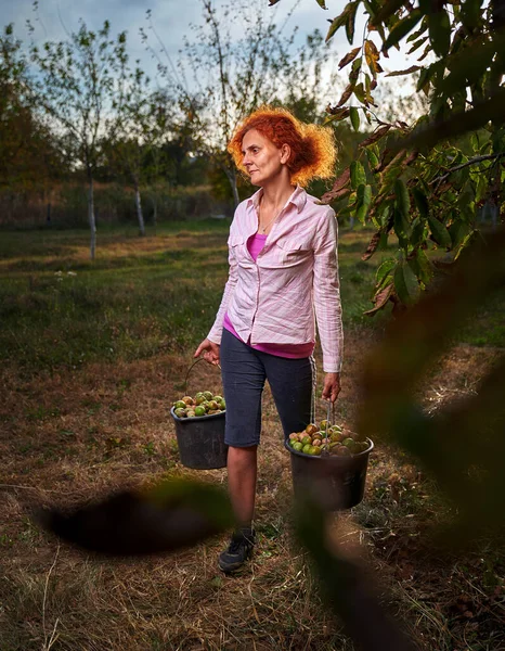 Woman Farmer Harvesting Walnuts Buckets Sunset — Stock Photo, Image