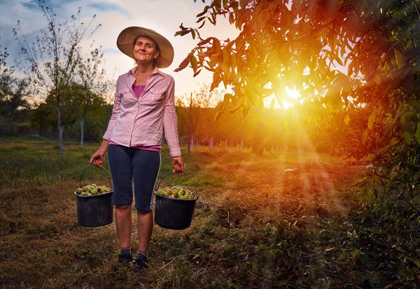 Женщина Фермер Собирает Грецкие Орехи Ведрах Закате — стоковое фото