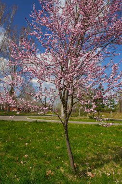 Parktaki renkli çiçek açan pembe ağaç.