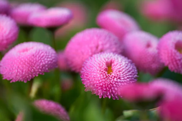 Detailní Záběr Růžových Sedmikrásek Bellis Perennis Parku — Stock fotografie