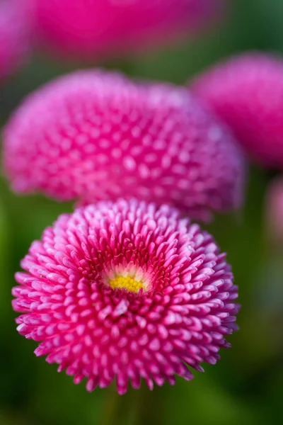 Primer Plano Margaritas Rosadas Bellis Perennis Parque —  Fotos de Stock