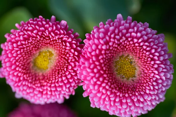 Closeup Pink Daisies Bellis Perennis Park — Stock Photo, Image