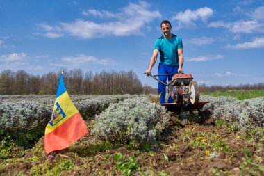 Çiftçinin lavanta tarlasında motorlu bir dümenciyle ot otlaması