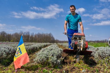 Çiftçinin lavanta tarlasında motorlu bir dümenciyle ot otlaması