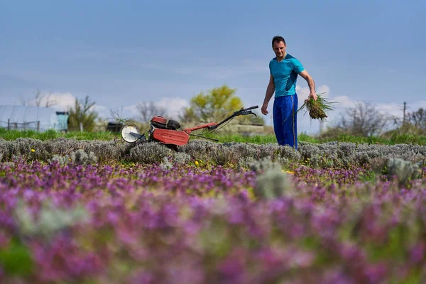 ラベンダー畑に電動ティラー付きの農家の雑草 — ストック写真