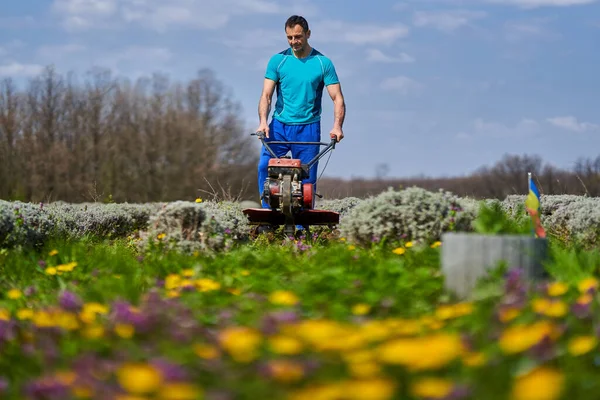 Farmer Weeding Motorized Tiller Lavender Field — Stock Photo, Image