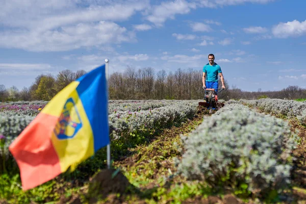 Landwirt Jätet Mit Einer Motorisierten Bodenfräse Auf Einem Lavendelfeld — Stockfoto