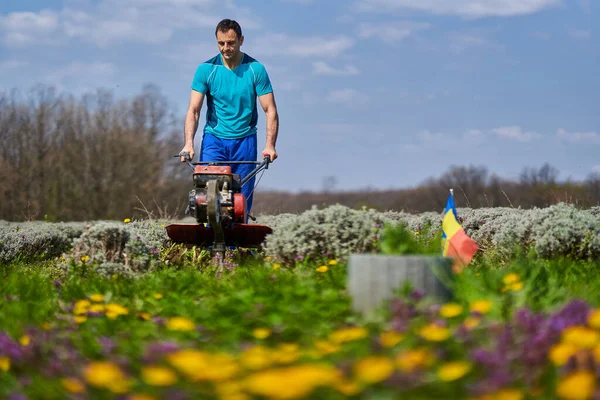 Erva Daninha Com Leme Motorizado Campo Lavanda — Fotografia de Stock