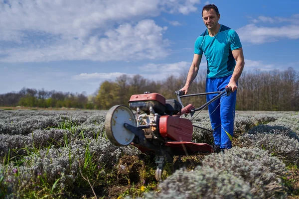 Αγρότης Βοτάνισμα Ένα Μηχανοκίνητο Άροτρο Ένα Πεδίο Λεβάντας — Φωτογραφία Αρχείου