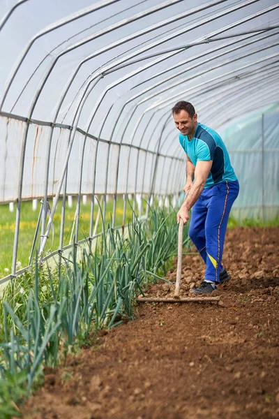 Αγρότης Ετοιμάζει Χώμα Για Φυτέψει Ντομάτες Στο Θερμοκήπιό Του — Φωτογραφία Αρχείου