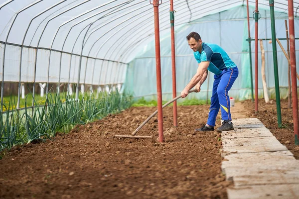 Agriculteur Prépare Sol Pour Planter Des Tomates Dans Serre — Photo