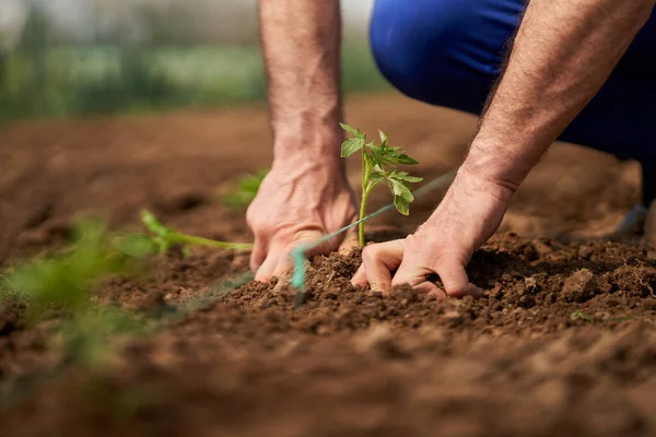 Farmer Preparing Soil Planting Tomatoes His Hothouse — Stock Photo, Image