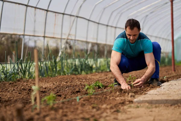 Agricoltore Preparare Terreno Piantare Pomodori Nella Sua Serra — Foto Stock