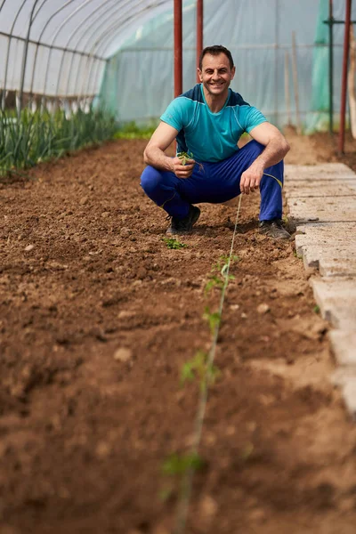 Agricoltore Preparare Terreno Piantare Pomodori Nella Sua Serra — Foto Stock