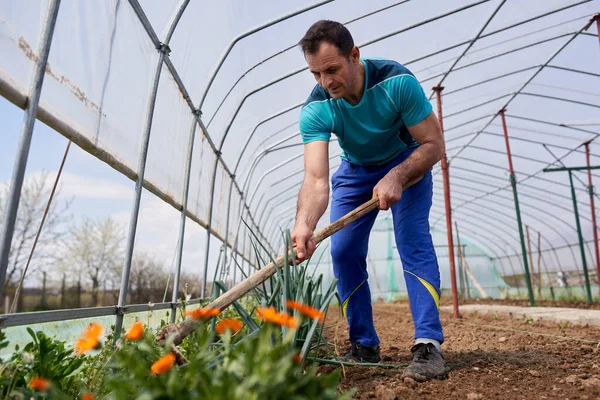 Granjero Desmalezando Sus Cebollas Invernadero Junto Macizo Flores —  Fotos de Stock