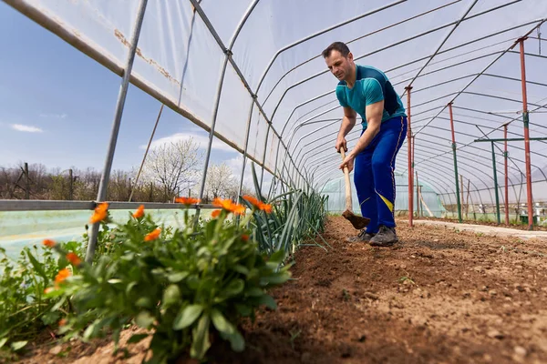 Farmer Erbaccia Sue Cipolle Nella Serra Aiuola — Foto Stock