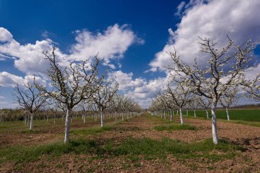 İlkbaharda açan erik bahçesi