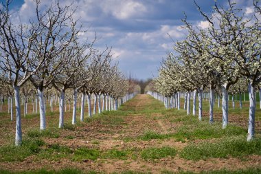 İlkbaharda açan erik bahçesi