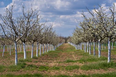 İlkbaharda açan erik bahçesi