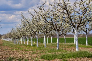 İlkbaharda açan erik bahçesi