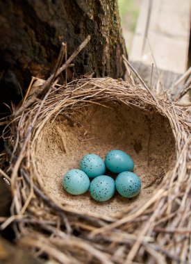 Beş mavi ardıç kuşu yumurtası, Turdus Philomelos, yuvada