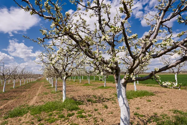 Blooming Plum Orchard Spring — Stock Photo, Image