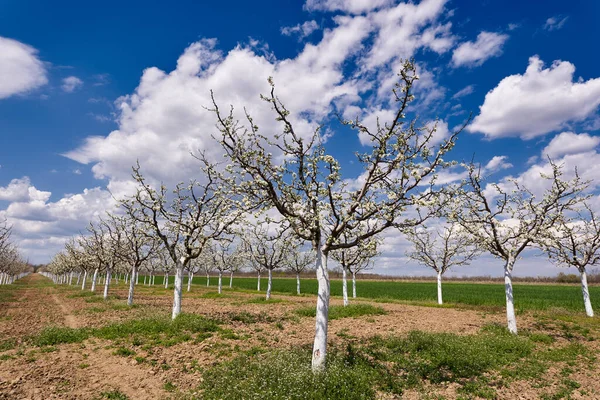 Blooming Plum Orchard Spring — Stock Photo, Image