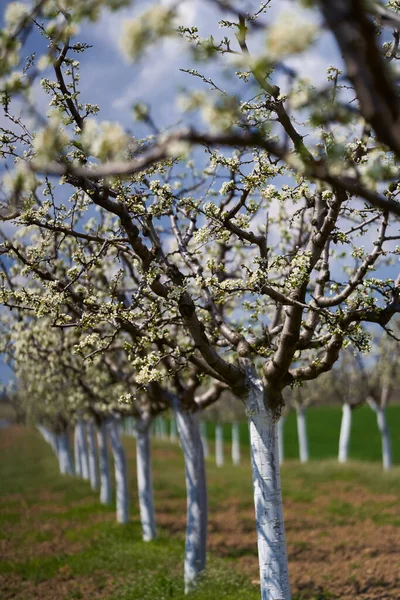 Pomar Ameixa Florescendo Primavera — Fotografia de Stock