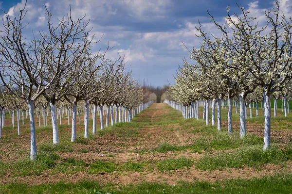 Blooming Plum Orchard Spring — Stock Photo, Image