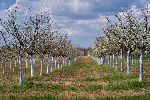 Huerto Ciruela Floreciente Primavera — Foto de Stock