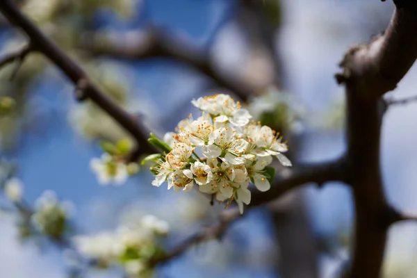 Close Van Witte Bloemen Een Pruim Boomgaard Bloeien Het Voorjaar — Stockfoto