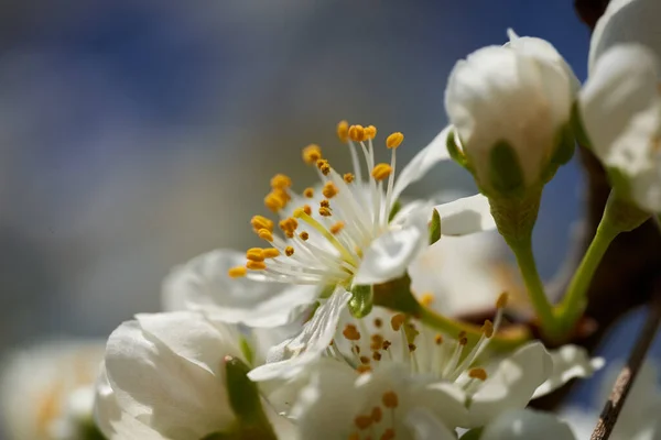 Fechar Flores Brancas Pomar Ameixa Borbulhando Primavera — Fotografia de Stock